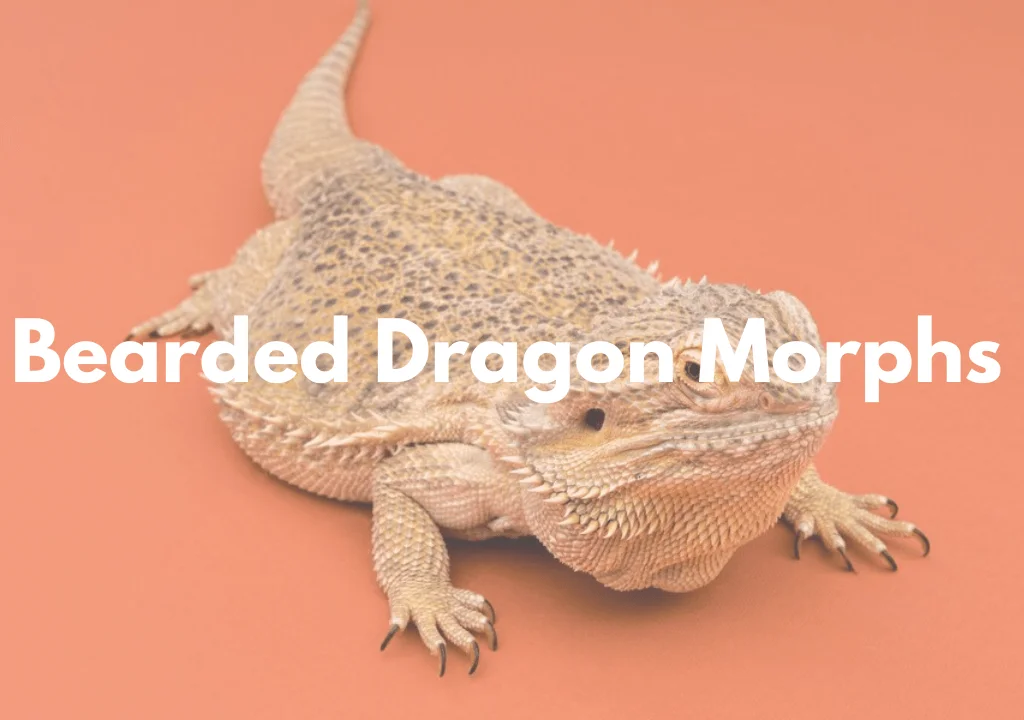 Bearded Dragon Morphs