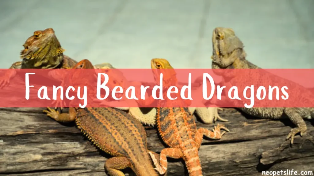 Fancy Bearded Dragons