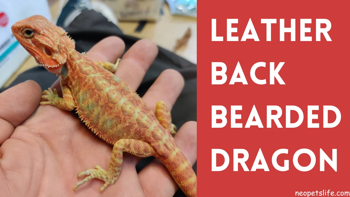 Leatherback Bearded Dragon