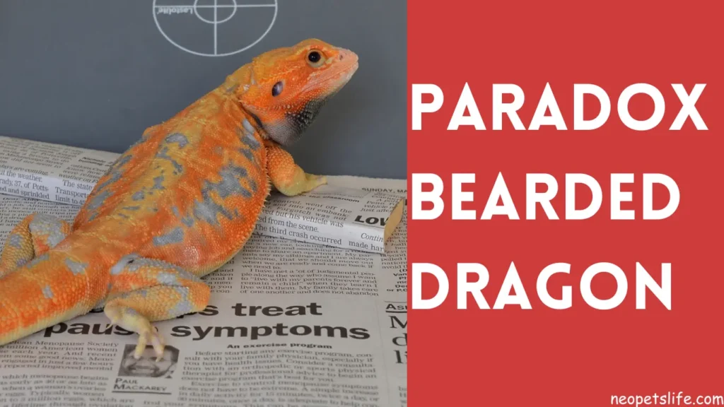 Paradox Bearded Dragon