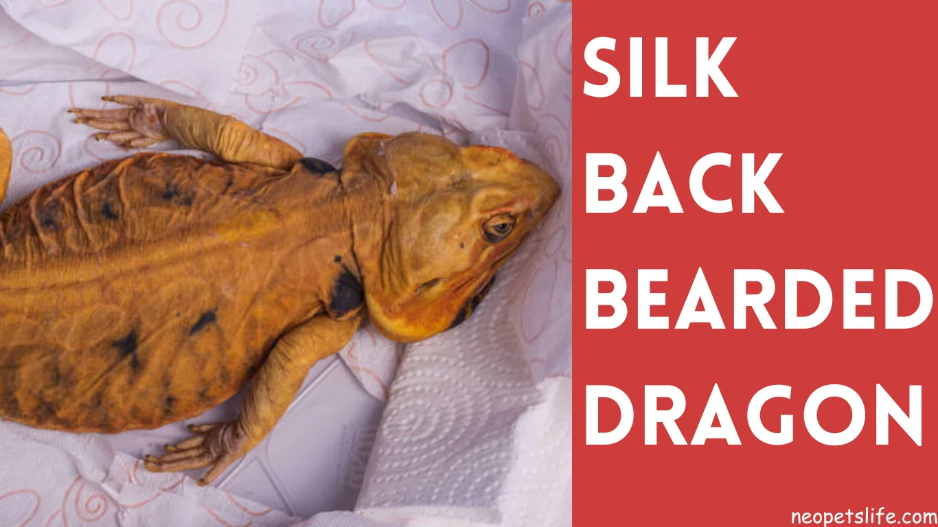 SilkBack Bearded Dragon