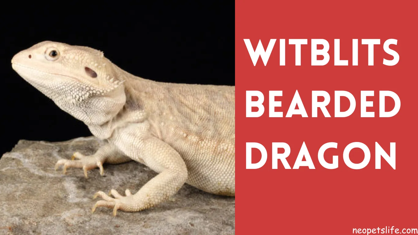 Witblits Bearded Dragon