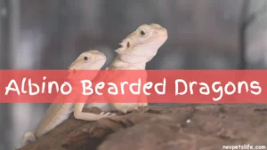 Albino Bearded Dragons