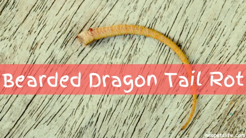 Bearded Dragon Tail Rot