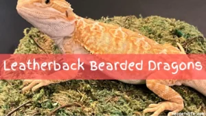 Leatherback Bearded Dragons